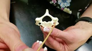 Lab Video Vertebrae [upl. by Williamsen]