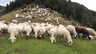 1000 Sheep in Andorra [upl. by Oicram]