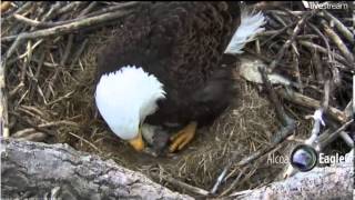 20130316Alcoa Davenport Eagles Iowa first hatched [upl. by Sidwel]