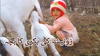 Zonesha ki Bakre ka Baccha  new village vlogs 2024 [upl. by Farrand]