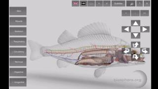 3D Fish Anatomy App for Mobile Devices [upl. by Pearlman]