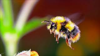 Flight Of The Bumblebee Piano  Ringtone for Android  Classical Music Ringtones [upl. by Ker]