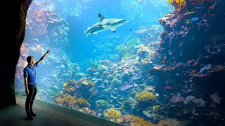 Dutch Aquarium  3 Largest Aquarium in The World  Private Tour [upl. by Xyno]