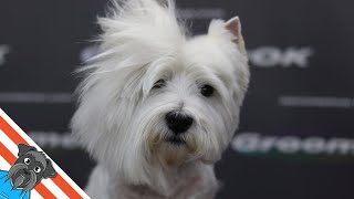 Westie grooming guide  My favourite dog [upl. by Derinna]