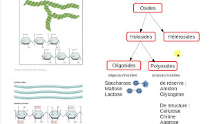 La classification des glucides 🍬 [upl. by Devinne725]