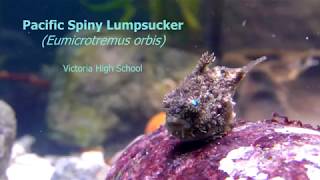 Pacific Spiny Lumpsucker Eumicrotremus orbis [upl. by Adranoel938]