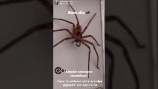 Casal brasileiro acha aranha gigante em banheiro na Austrália shorts aranha australia [upl. by Denoting789]