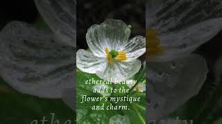 Facts About Skeleton Flower [upl. by Dabbs]