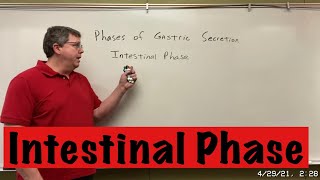 Phases of Gastric Secretion Intestinal Phase [upl. by Ecined72]