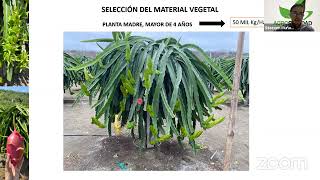 Curso CULTIVO DE PITAHAYA  Manejo de Podas y Selección de Esquejes [upl. by Ellennahs883]