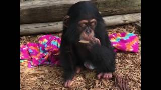 Baby chimpanzee discovering his surroundings [upl. by Aramois]