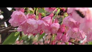 JARDÍN JAPONÉS  Contemplación del Sakura [upl. by Jp]