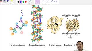 Biomolecules class 2 [upl. by Cohin270]