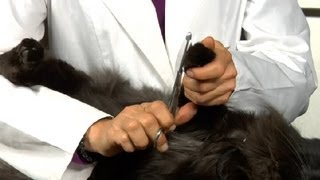 How to Trim Hair on Cats Between the Pads  Cat Health Care amp Behavior [upl. by Guthrie]