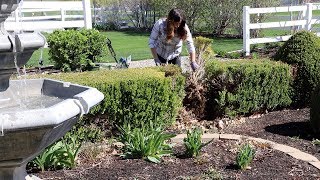 Planting Ginger Reseeding Patchy Grass and Fixing a Boxwood Hedge 🌿☀️ [upl. by Yslek186]