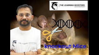 knockout Mice [upl. by Chill951]