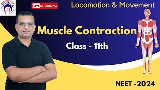 Muscle contraction  Muscular system  04  Locomotion and Movement  Class 11  NEET  2024 [upl. by Nakhsa]