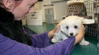 First Day With Our Havanese Puppy [upl. by Papke406]