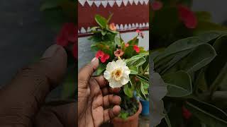 Grafter Adenium  Rourkela Gardening Vlog [upl. by Huberto]