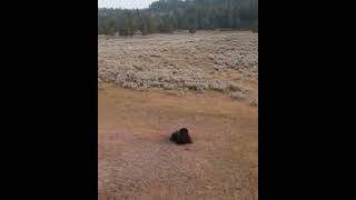 Illegal drone in Yellowstone harassing a bison‼️ yellowstonenationalpark TouronsOfYellowstone [upl. by Aihsram387]