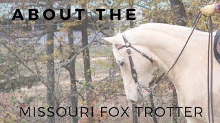 Gaits of the Missouri Fox Trotting Horse [upl. by Lemak]