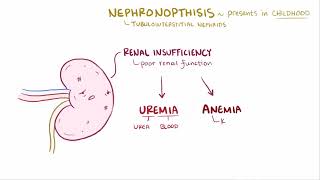 Medullary Cystic Kidney Disease  Renal Pathology  Osmosis [upl. by Ariay750]