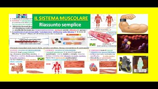 💪IL SISTEMA MUSCOLARE 1 funzioni muscoli tessuto muscolare liscio striato e cardiaco [upl. by Lidah]