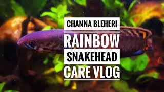 Channa Bleheri Rainbow Snakehead Care Vlog ENG [upl. by Shere759]