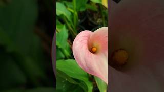 it name is Zantedeschia aethiopica plant freegardener freegardener [upl. by Aisital]