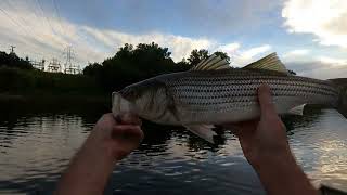 Catch Top Water Stripers Gaston Bridge Roanoke river Weldon boat ramp Gaston boat rampRockfish [upl. by Pam]