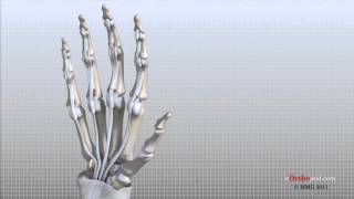 Hand Anatomy Animated Tutorial [upl. by Lerrehs]