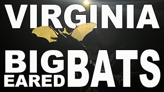 Protecting and Monitoring the Endangered Virginia Big Eared Bats in Kentucky [upl. by Gniliem866]