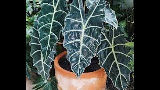 Alocasia Polly Alocasia Amazonica Care Soil Mix and repotting ideas dishanzfloranfauna [upl. by Bassett]